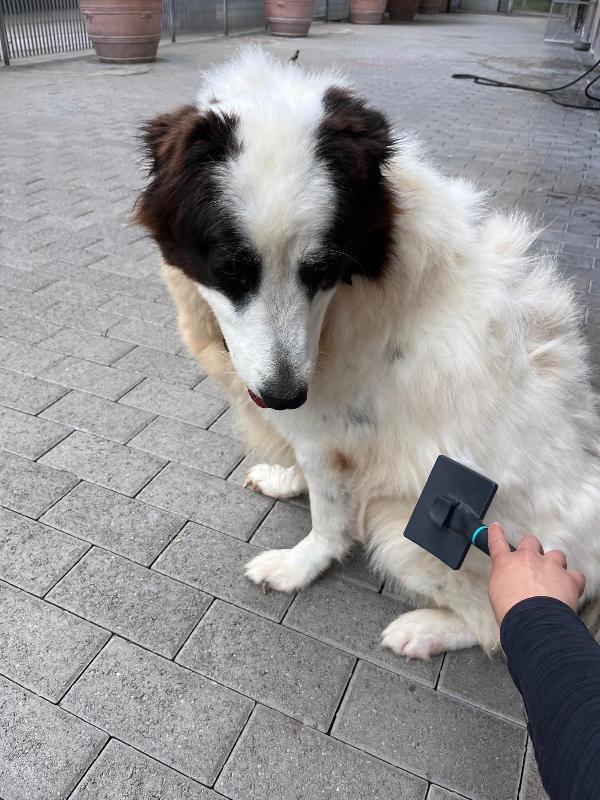 SIMBA  MAREMMANO CERCA CASA Foto 2